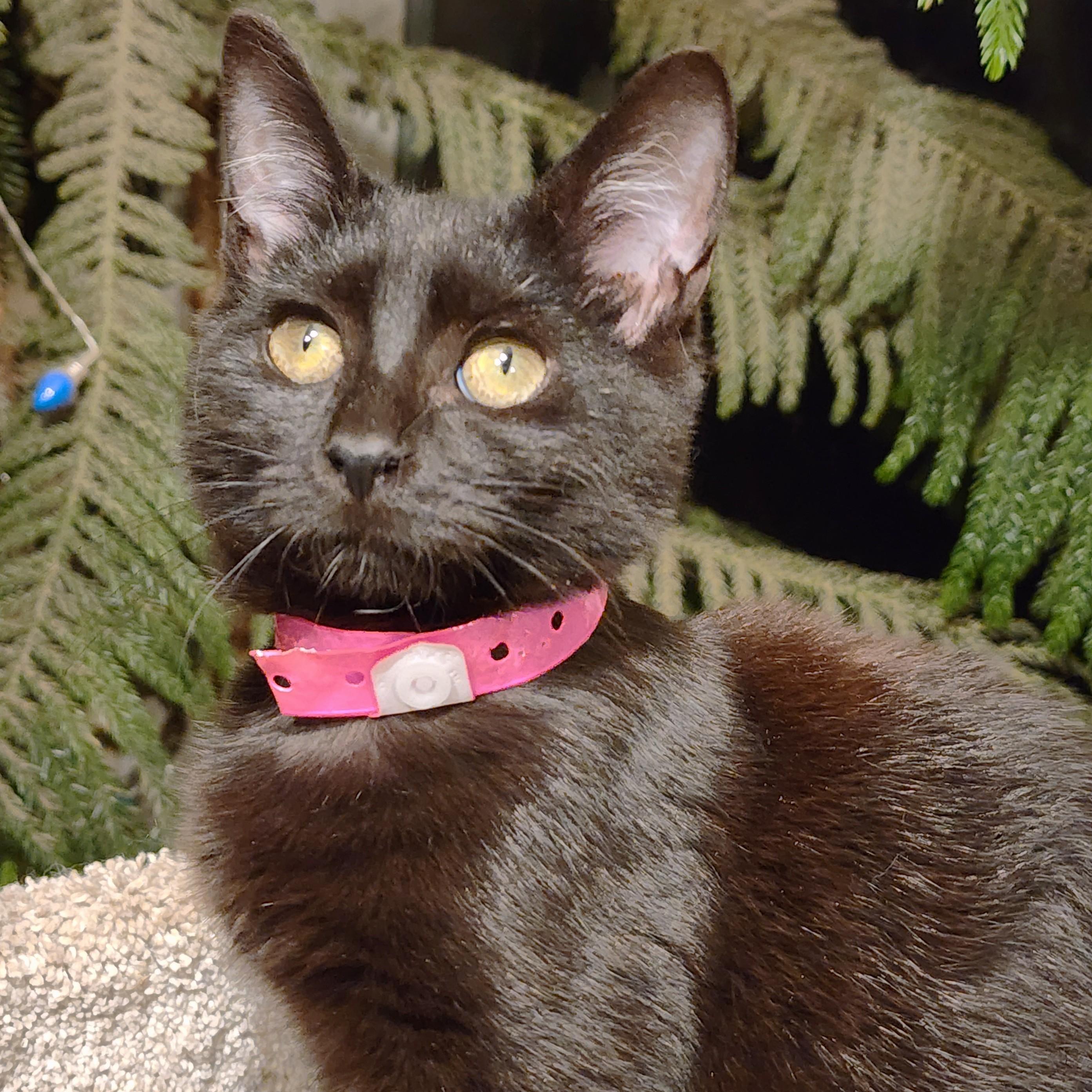 SENSATIONAL SOOT - BEAUTIFUL BOMBAY!, a Adoptable Bombay in Danbury, CT image 2/6