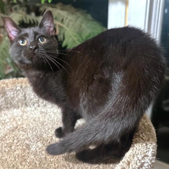 SENSATIONAL SOOT - BEAUTIFUL BOMBAY!, a Adoptable Bombay in Danbury, CT image 5/6