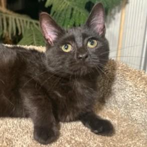 SENSATIONAL SOOT - BEAUTIFUL BOMBAY!, a Adoptable Bombay in Danbury, CT image 1/6