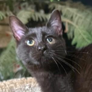 SENSATIONAL SOOT - BEAUTIFUL BOMBAY!, a Adoptable Bombay in Danbury, CT image 6/6