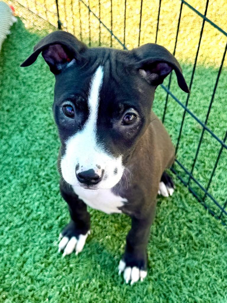 Corazon, Adoptable, Puppy Female Pit Bull Terrier.
