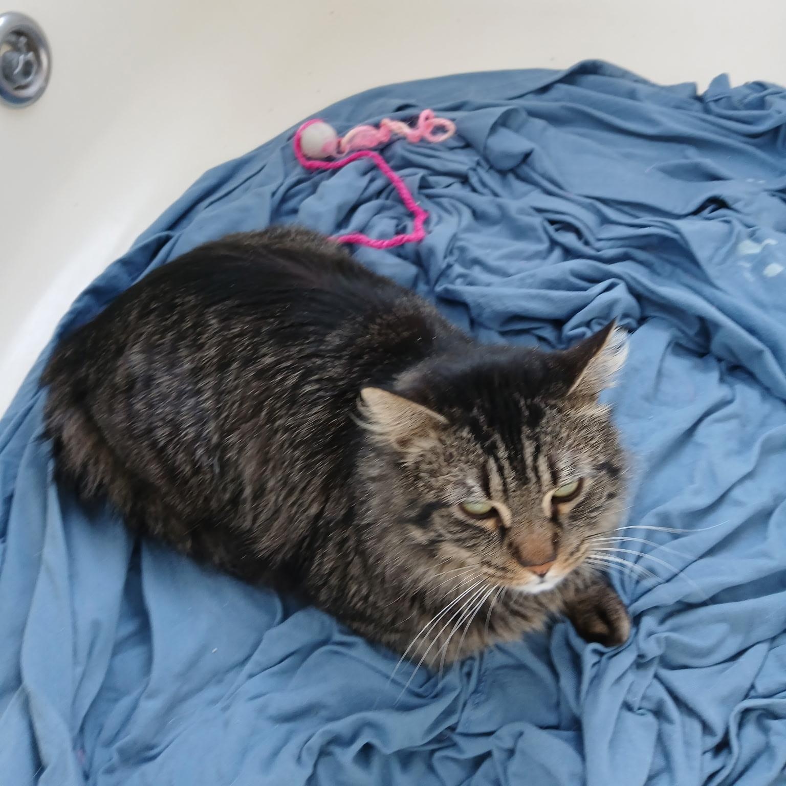 Enlarge Kenny, a ADOPTABLE mixed breed in Allentown, PA image 1/1