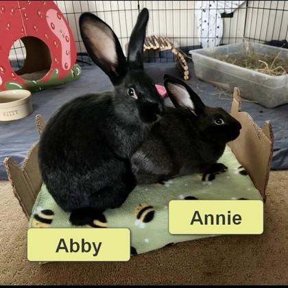 Enlarge Annie, a Adoptable Bunny Rabbit in Wheaton, IL image 3/3