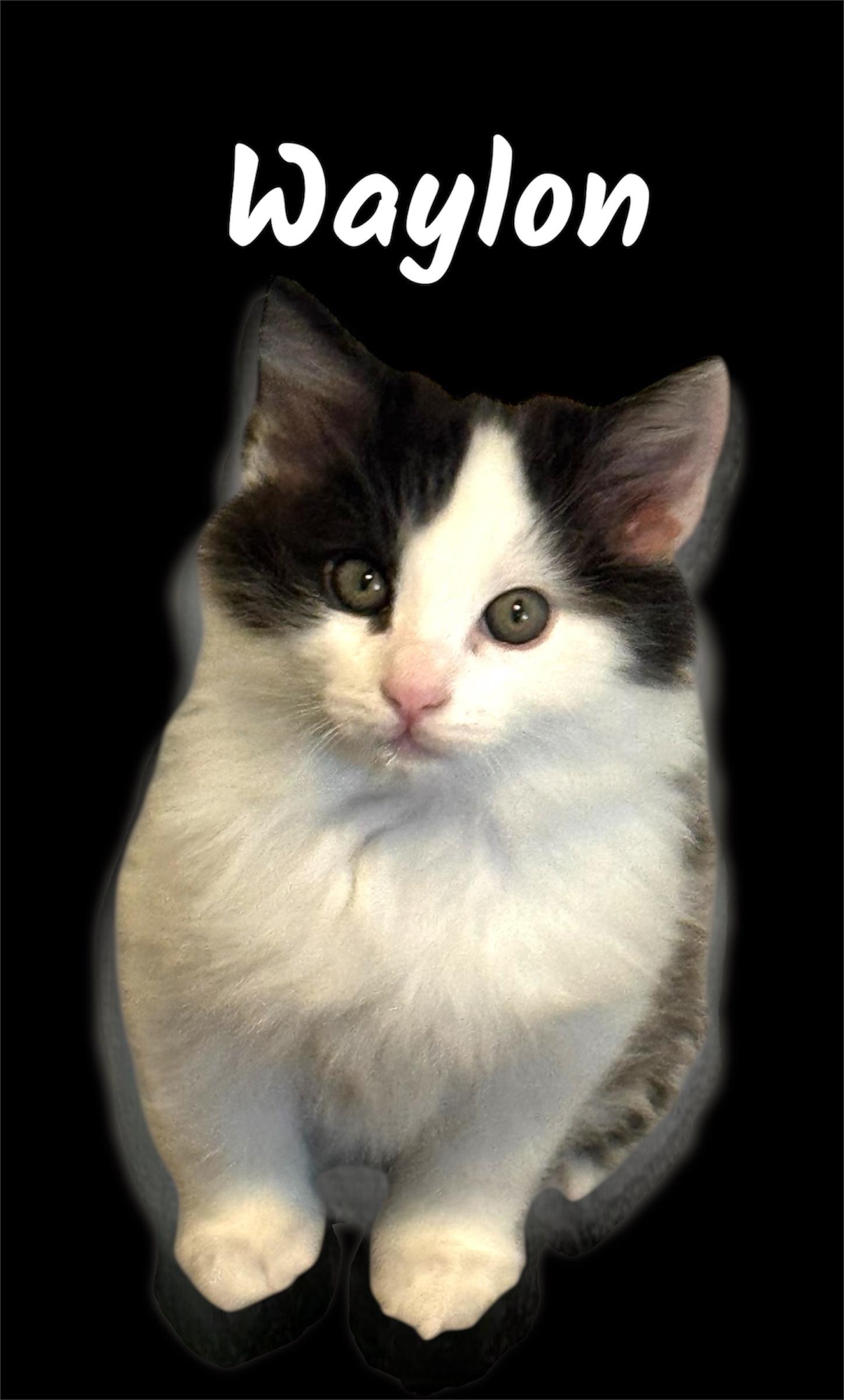 Enlarge Waylon, an adopted Domestic Short Hair in Auburn, CA image 1/1
