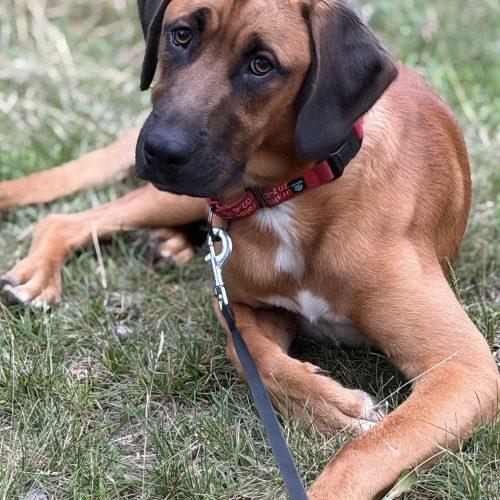 Domingo, Adoptable, Young Male Shepherd & Mixed Breed.