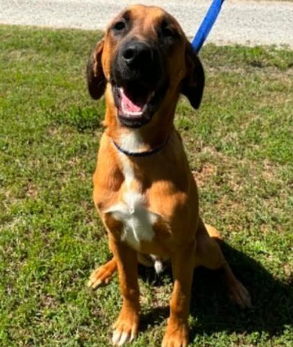 Domingo, Adoptable, Young Male Hound & Mixed Breed.