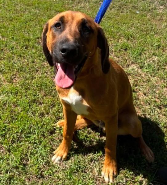 Enlarge Domingo, a Adoptable mixed breed in Washington DC, DC image 2/3