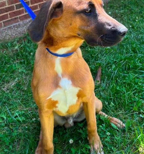 Enlarge Domingo, a Adoptable mixed breed in Washington DC, DC image 3/3
