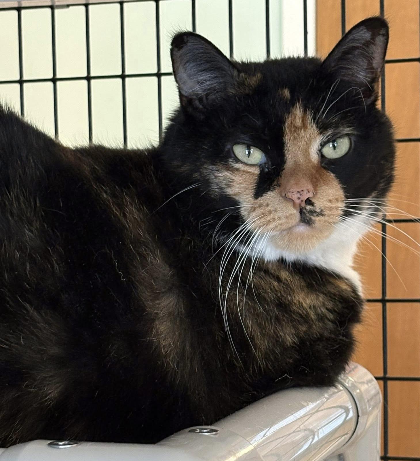 Belle, ADOPTABLE, Senior Female Calico.