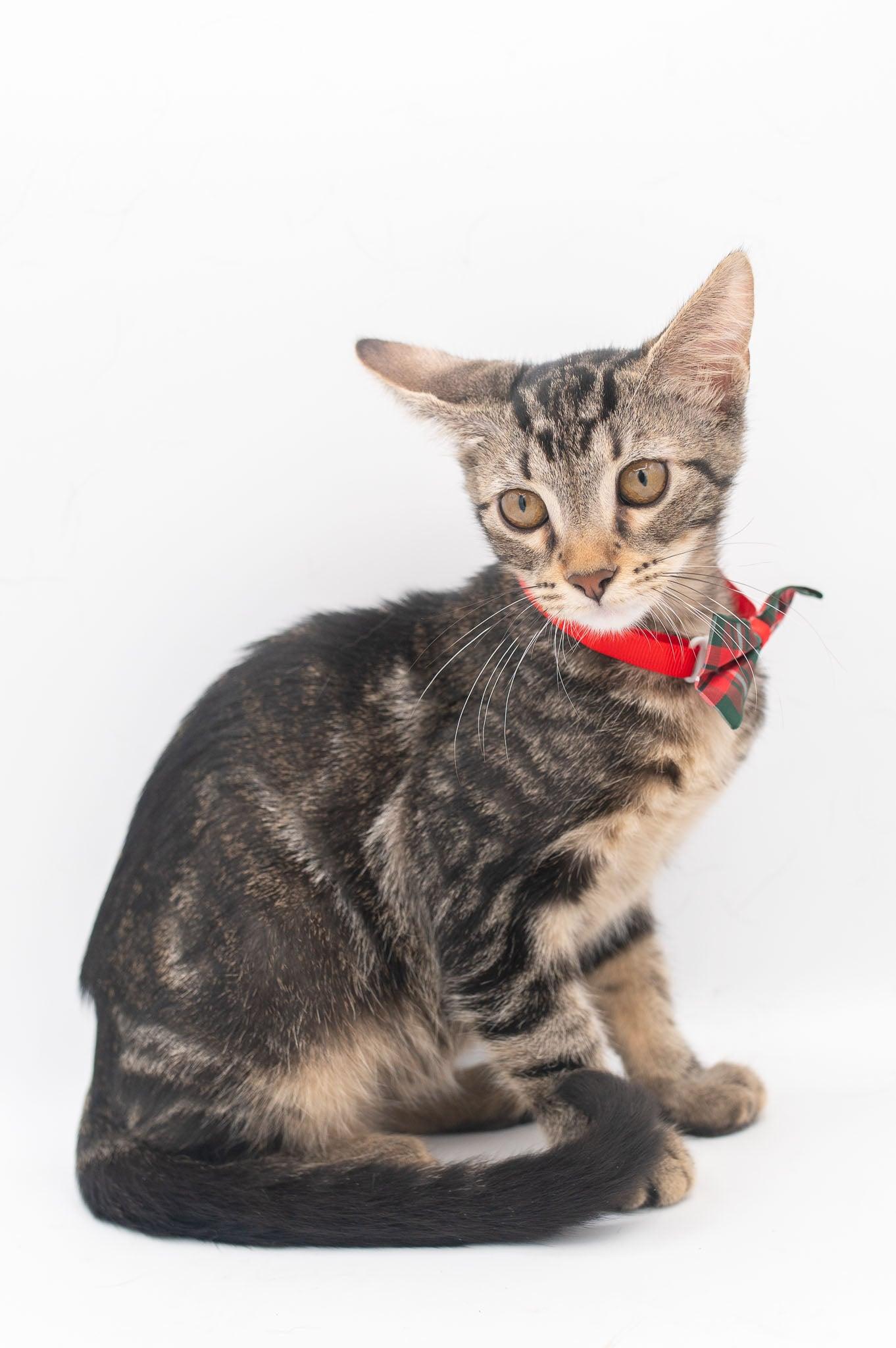 Zebedee, Adoptable, Kitten Male Tabby.