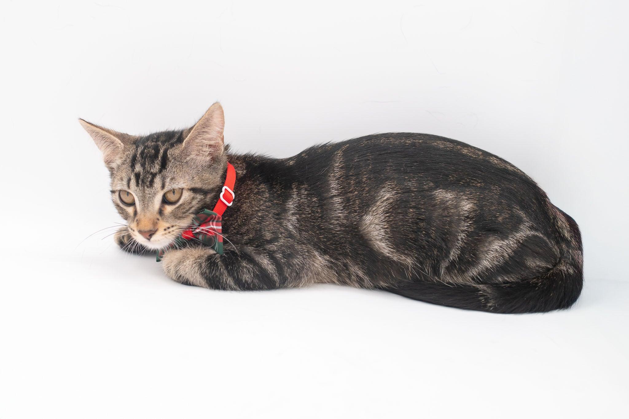 Enlarge Zebedee, a Adoptable Tabby in South Amboy, NJ image 5/5