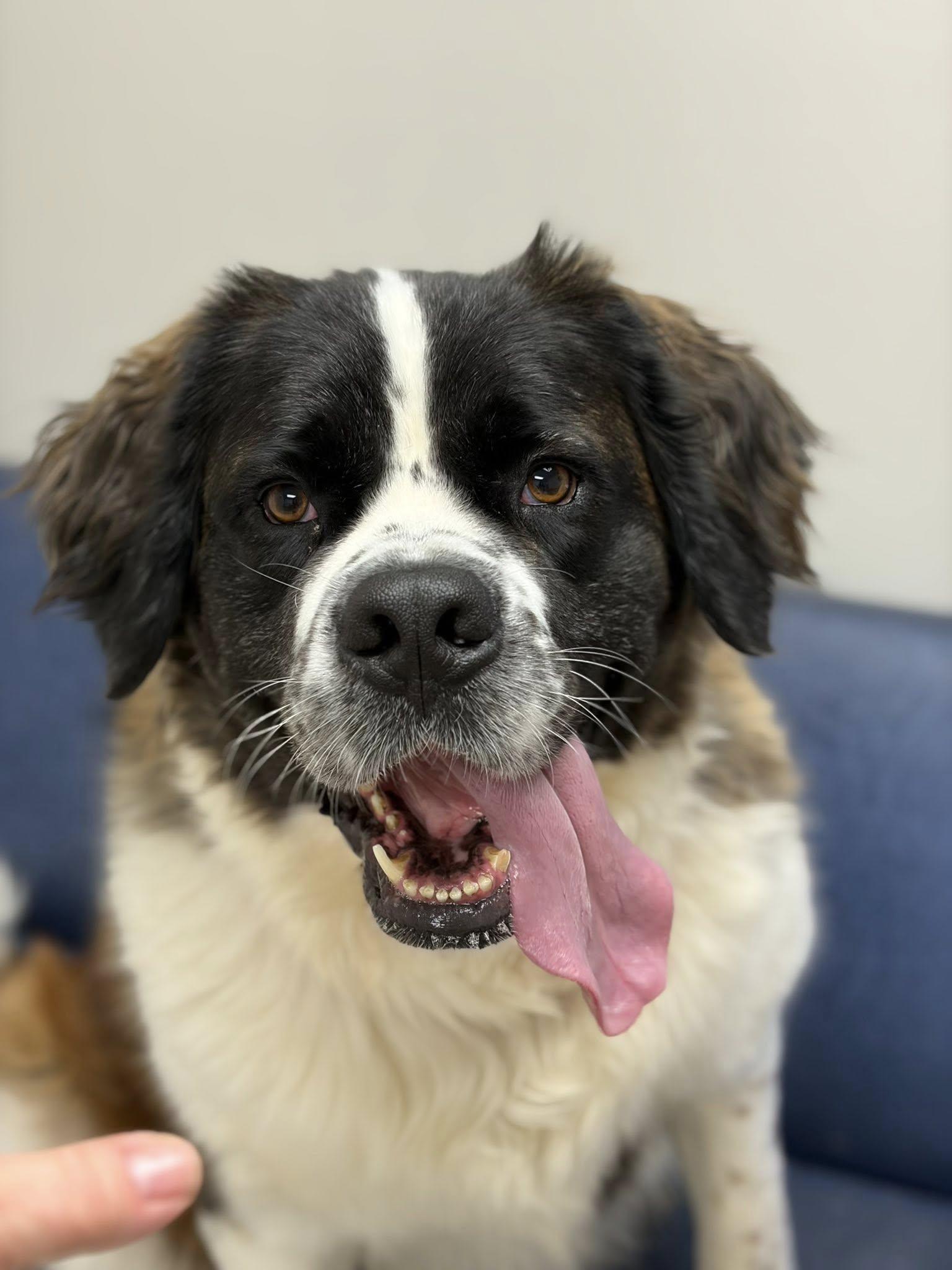 Henry, ADOPTABLE, Adult Male Saint Bernard.
