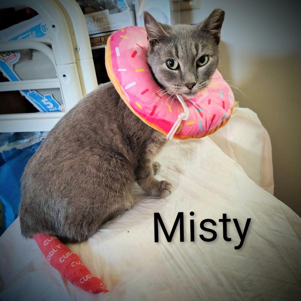 Misty, Adoptable, Adult Female Snowshoe.
