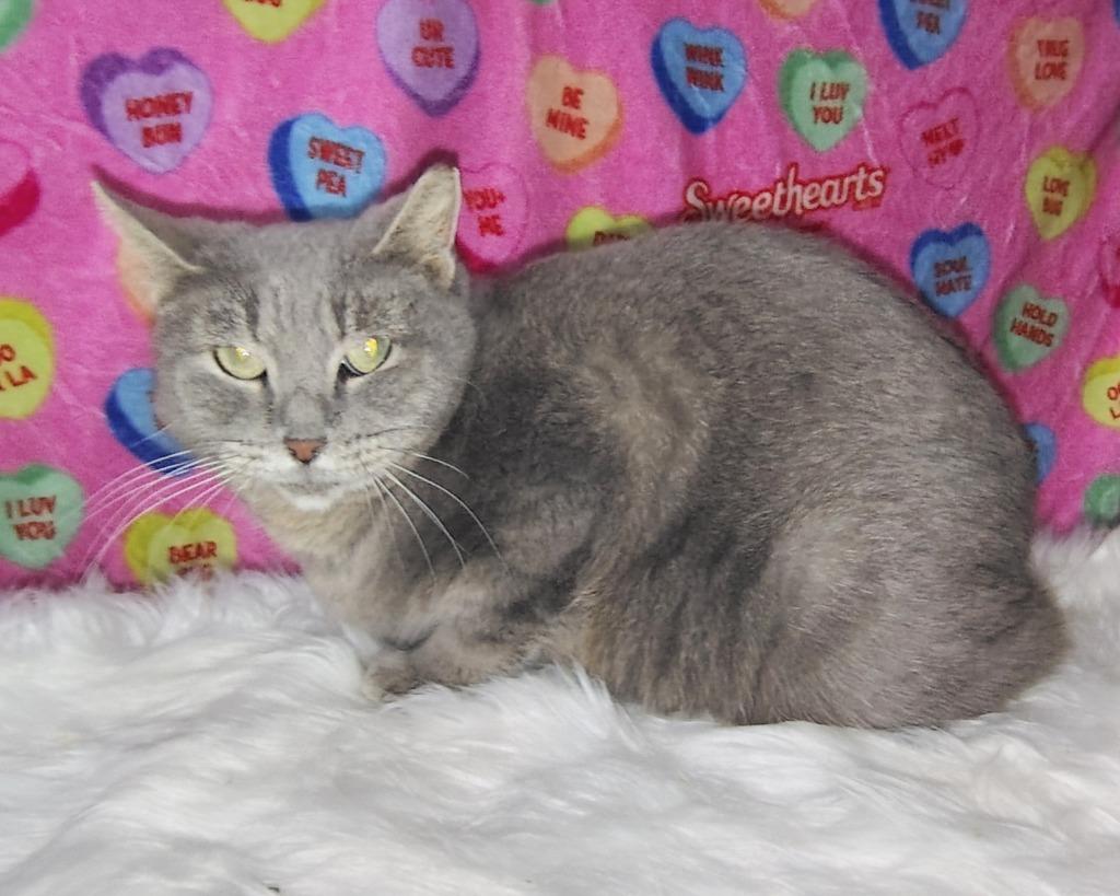 Enlarge Misty, a Adoptable Snowshoe in New Braunfels, TX image 2/6