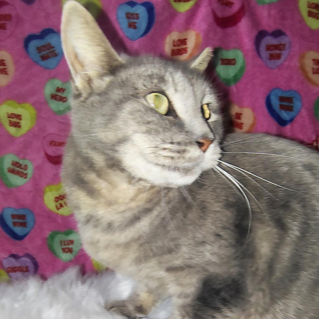 Enlarge Misty, a Adoptable Snowshoe in New Braunfels, TX image 3/6