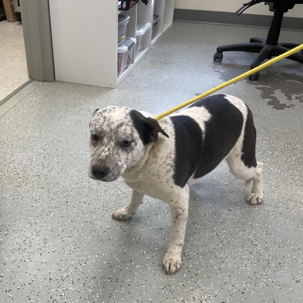 Penne, Adoptable, Young Male Cattle Dog & Mixed Breed.