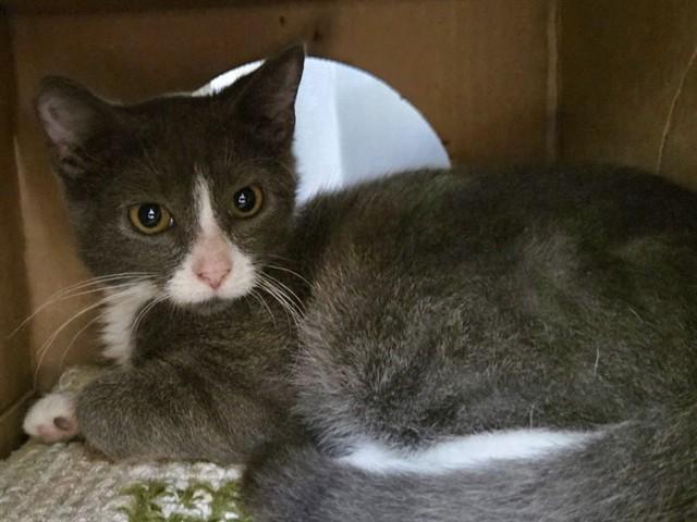 SQUEAK, Adoptable, Kitten Female Domestic Short Hair.