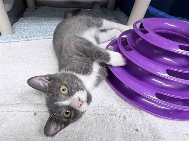 SQUEAK, Adoptable, Kitten Female Domestic Short Hair.