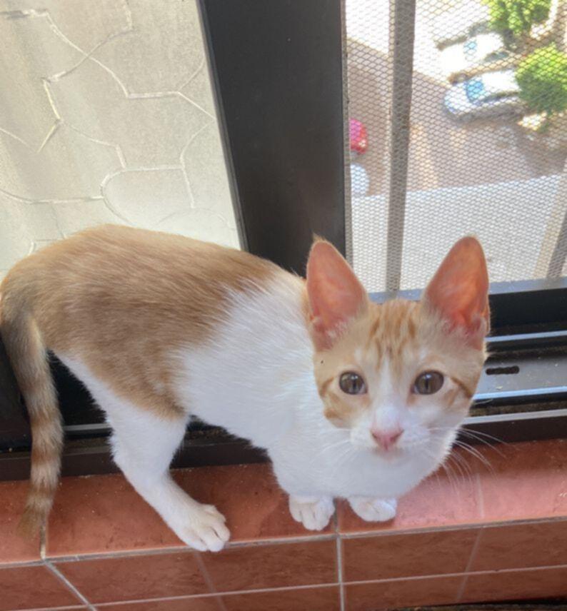 Aharon, Adoptable, Kitten Male Egyptian Mau & Bengal.