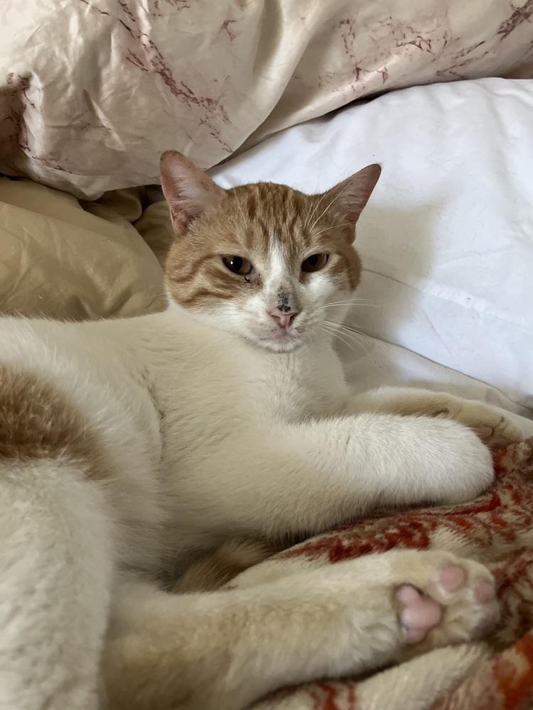 Aharon, Adoptable, Kitten Male Egyptian Mau & Bengal.