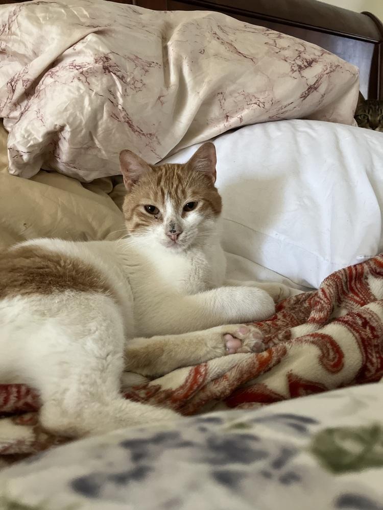 Enlarge Aharon, a Adoptable mixed breed in WOLCOTT, CT image 2/6