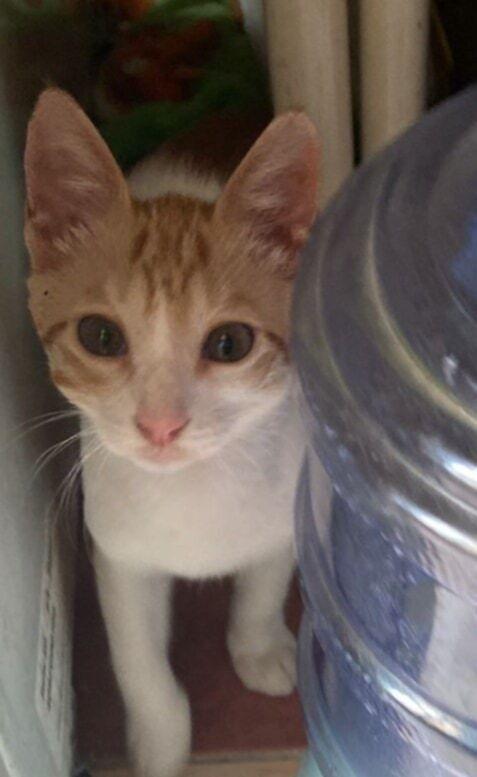 Enlarge Aharon, a Adoptable mixed breed in WOLCOTT, CT image 2/6