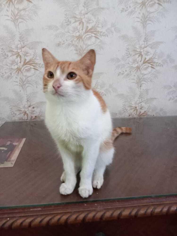 Enlarge Aharon, a Adoptable mixed breed in WOLCOTT, CT image 3/6