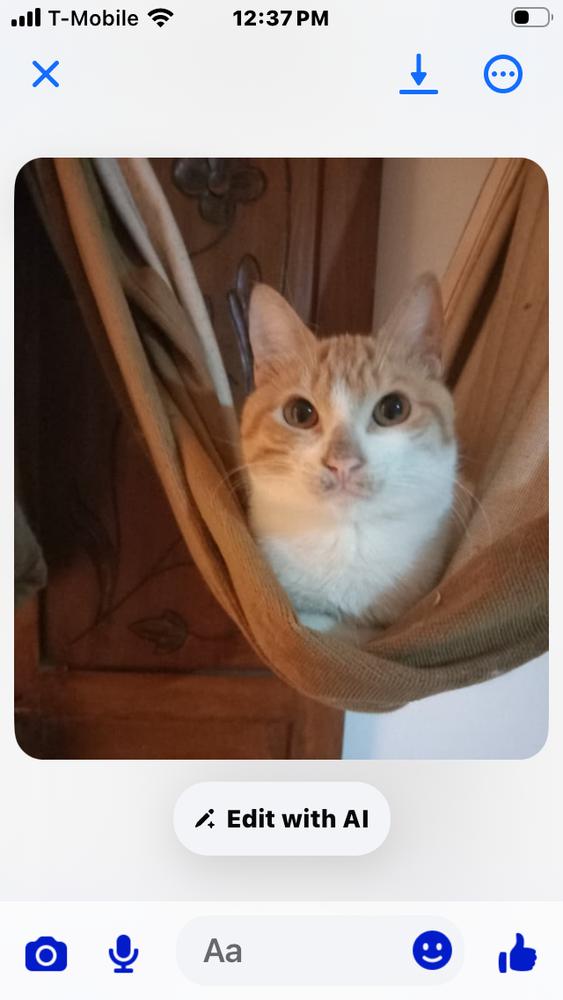 Aharon, a Adoptable mixed breed in WOLCOTT, CT image 4/6