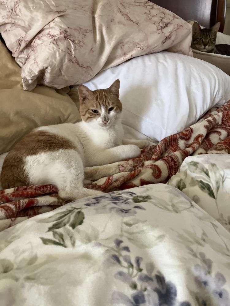 Enlarge Aharon, a Adoptable mixed breed in WOLCOTT, CT image 6/6