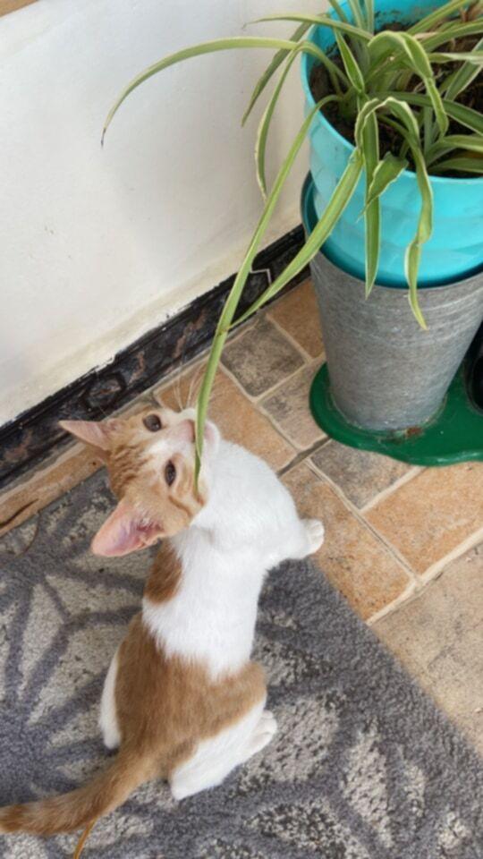 Enlarge Aharon, a Adoptable mixed breed in WOLCOTT, CT image 5/6