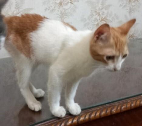 Enlarge Aharon, a Adoptable mixed breed in WOLCOTT, CT image 6/6