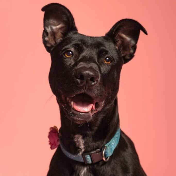 Loki, Adoptable, Adult Male Mixed Breed & Labrador Retriever.