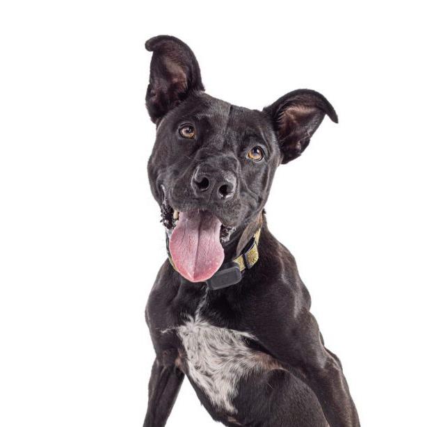 Enlarge Loki, a Adoptable mixed breed in San Diego, CA image 3/6