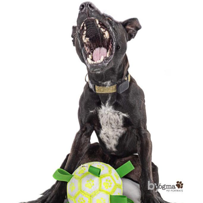 Enlarge Loki, a Adoptable mixed breed in San Diego, CA image 4/6
