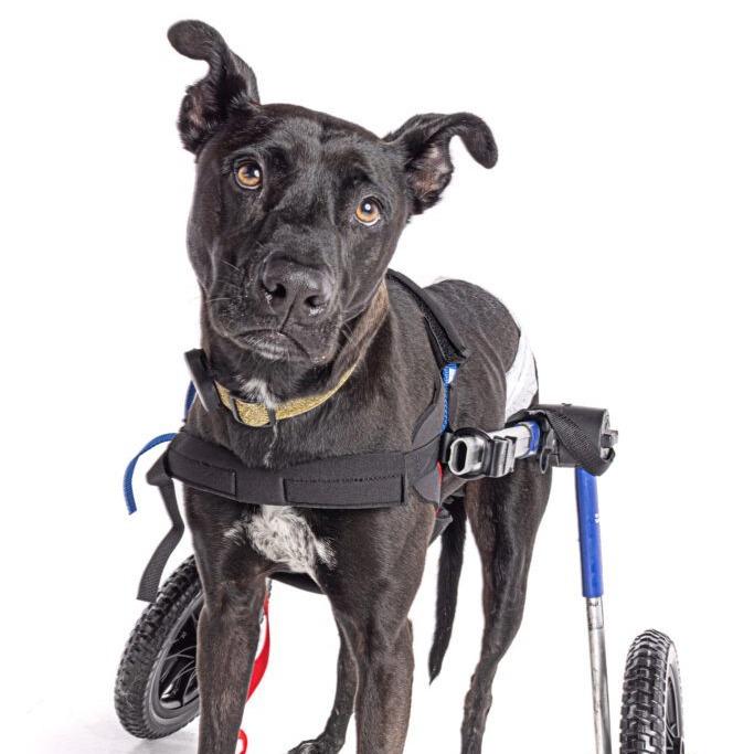 Enlarge Loki, a Adoptable mixed breed in San Diego, CA image 5/6
