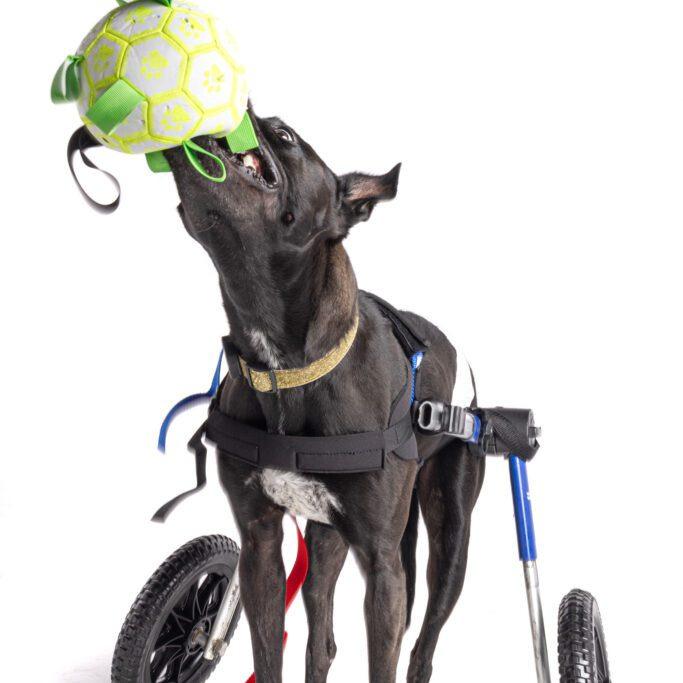Enlarge Loki, a Adoptable mixed breed in San Diego, CA image 6/6