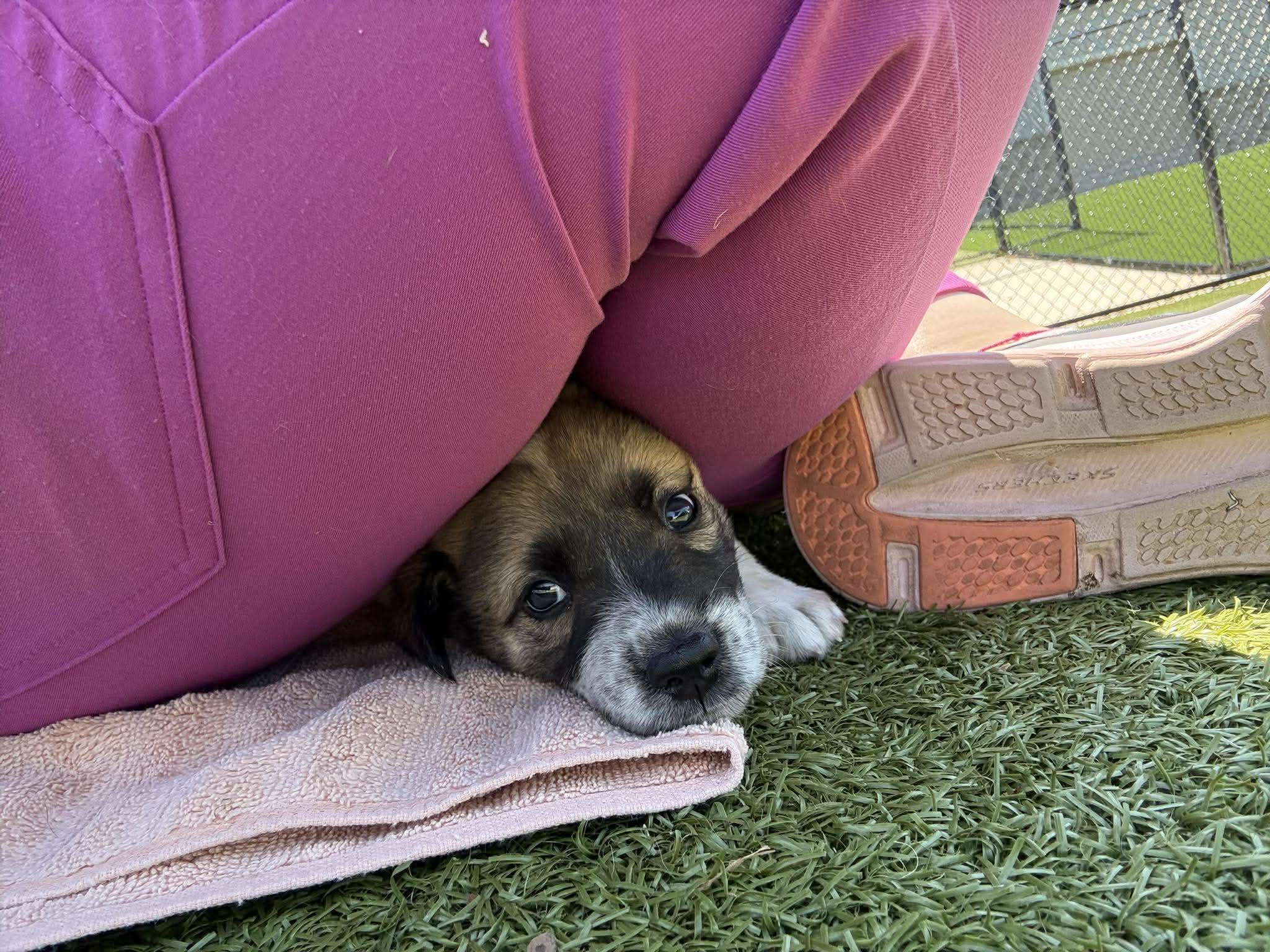 Enlarge Ella, an adopted Mixed Breed in Huntsville, AL image 4/4