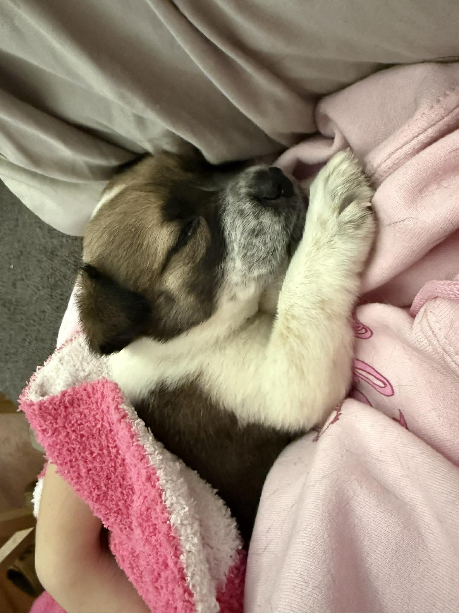Enlarge Ella, an adopted Mixed Breed in Huntsville, AL image 2/4