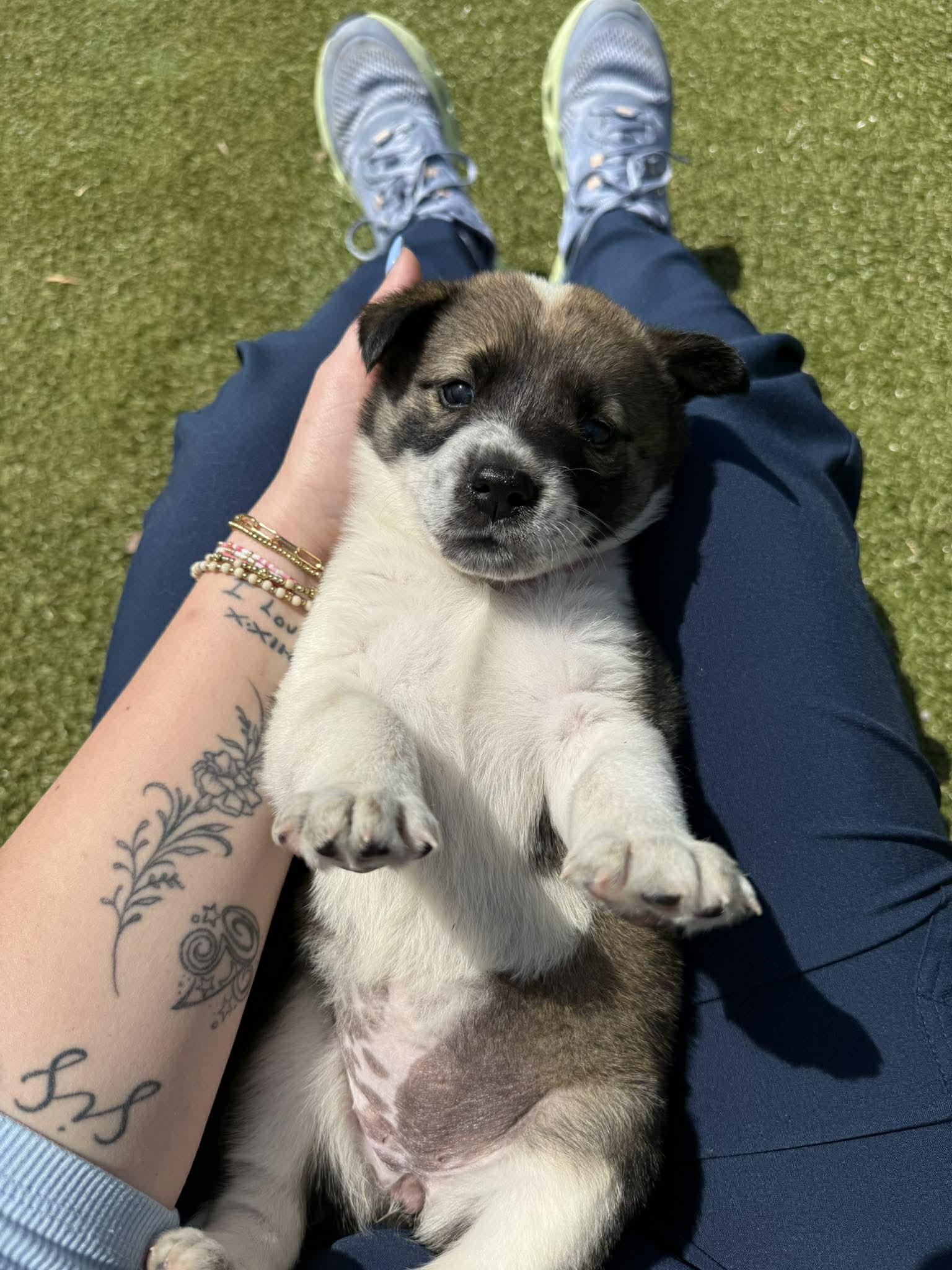 Ella, adopted, Puppy Female Mixed Breed.