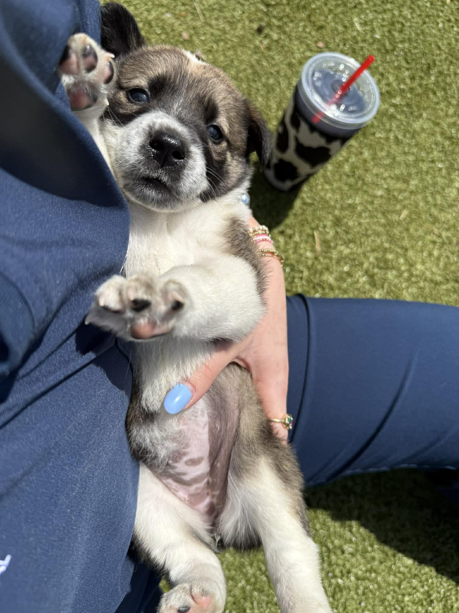 Enlarge Ella, an adopted Mixed Breed in Huntsville, AL image 3/4
