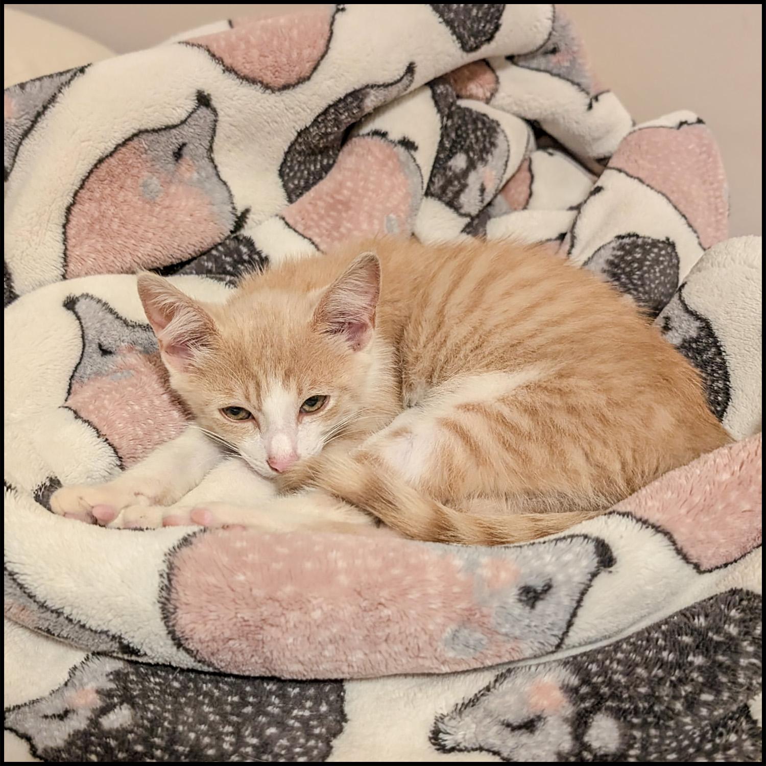 Linus, Young Male unknown
