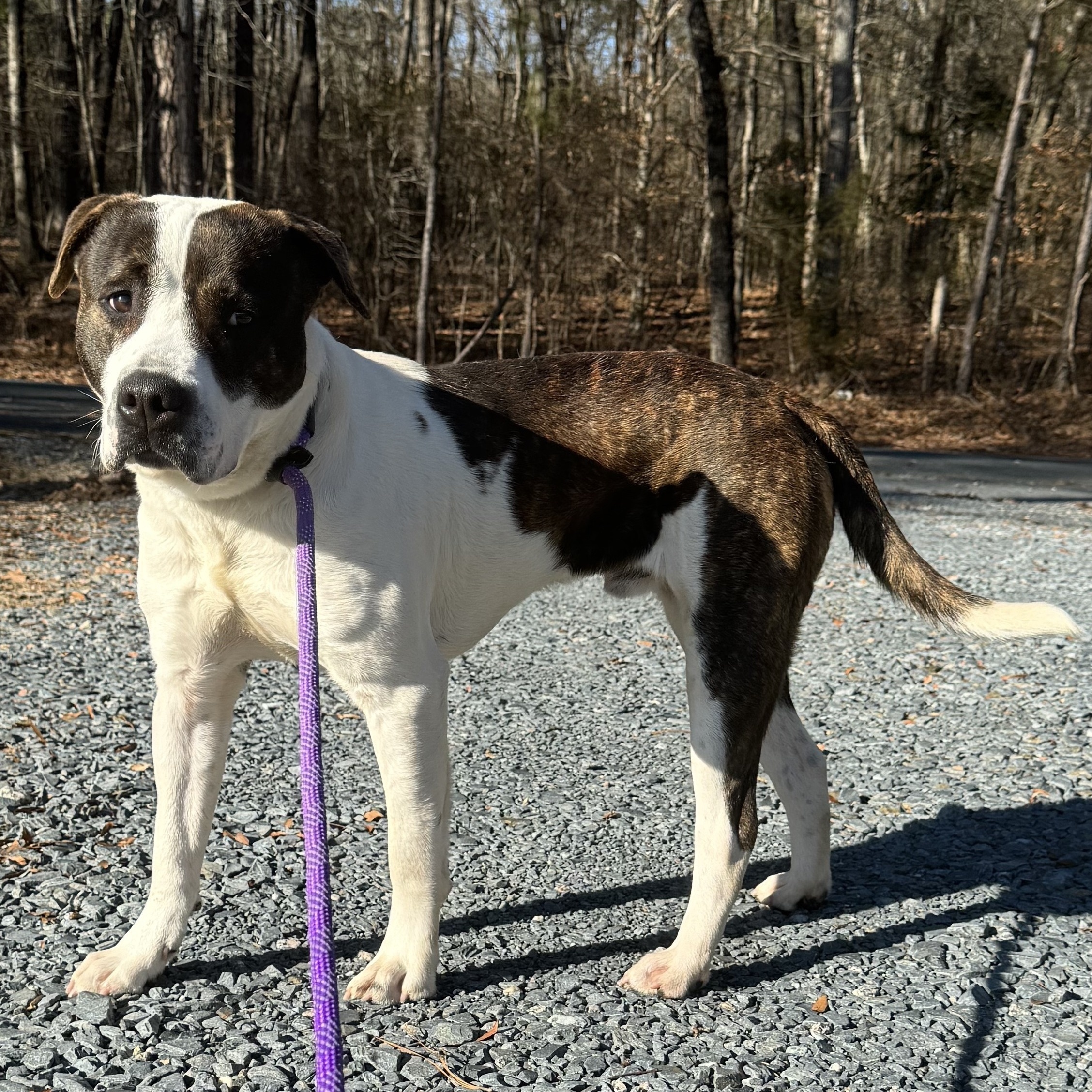 Dog for adoption Parker, a Saint Bernard Mix in Polkton, NC Petfinder