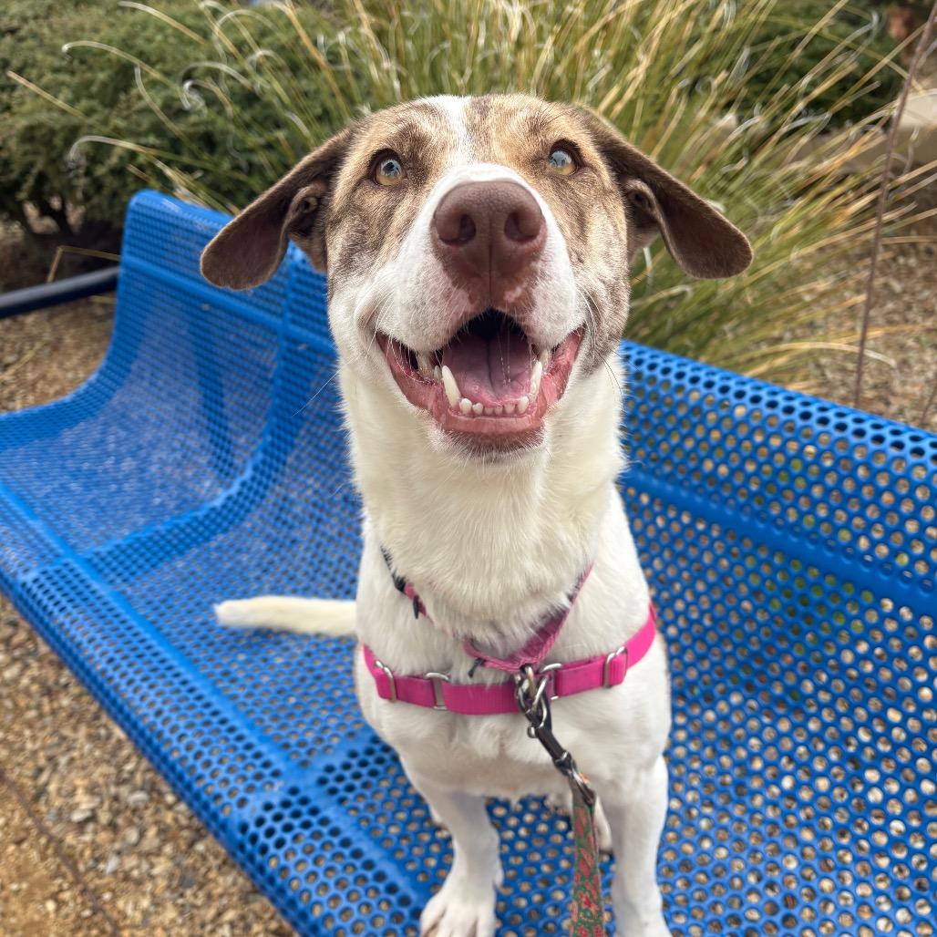 Billie, a Adoptable mixed breed in Albuquerque, NM image 1/6