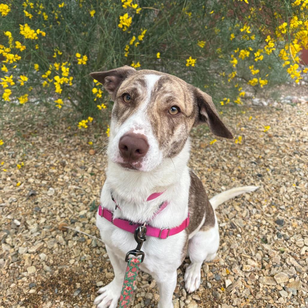Billie, a Adoptable mixed breed in Albuquerque, NM image 6/6