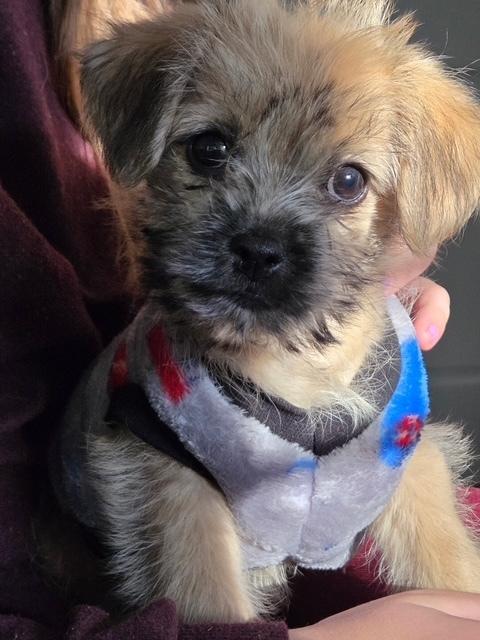 Dottie, Adopted, Puppy Female Yorkshire Terrier & Chihuahua.
