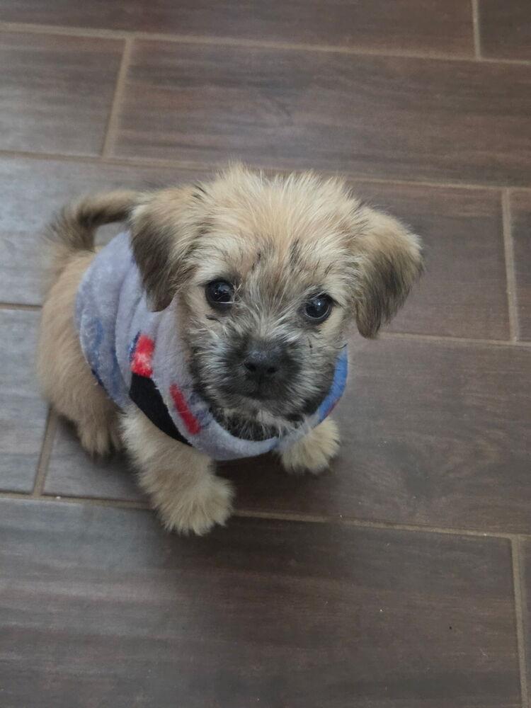 Enlarge Dottie, a Adopted mixed breed in Mocksville, NC image 2/2