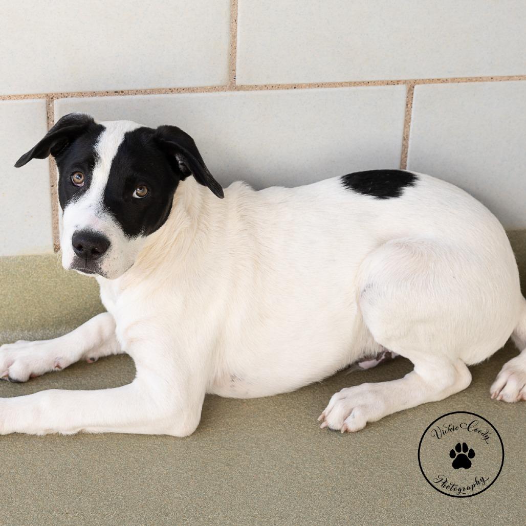 Zac, Adoptable, Puppy Male Great Dane & Terrier.
