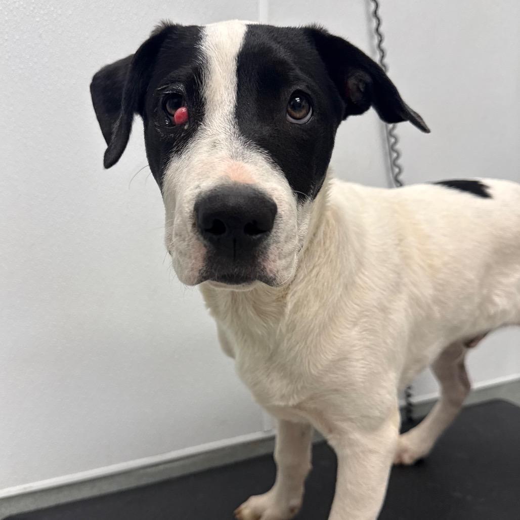 Enlarge Zac, a Adoptable mixed breed in Abilene, TX image 2/2