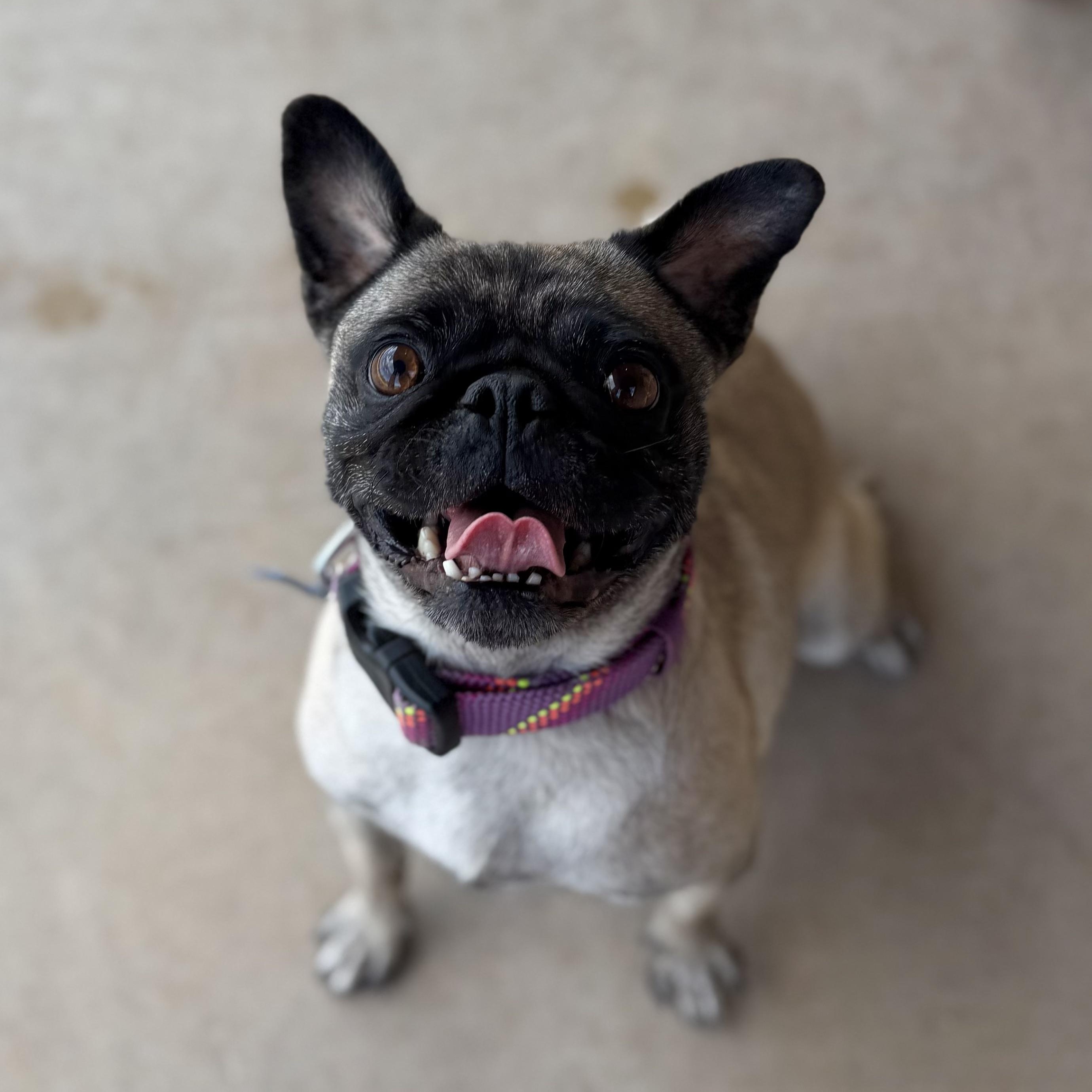 Enlarge Aunt Lana, a ADOPTABLE Pug in Goodyear, AZ image 2/4