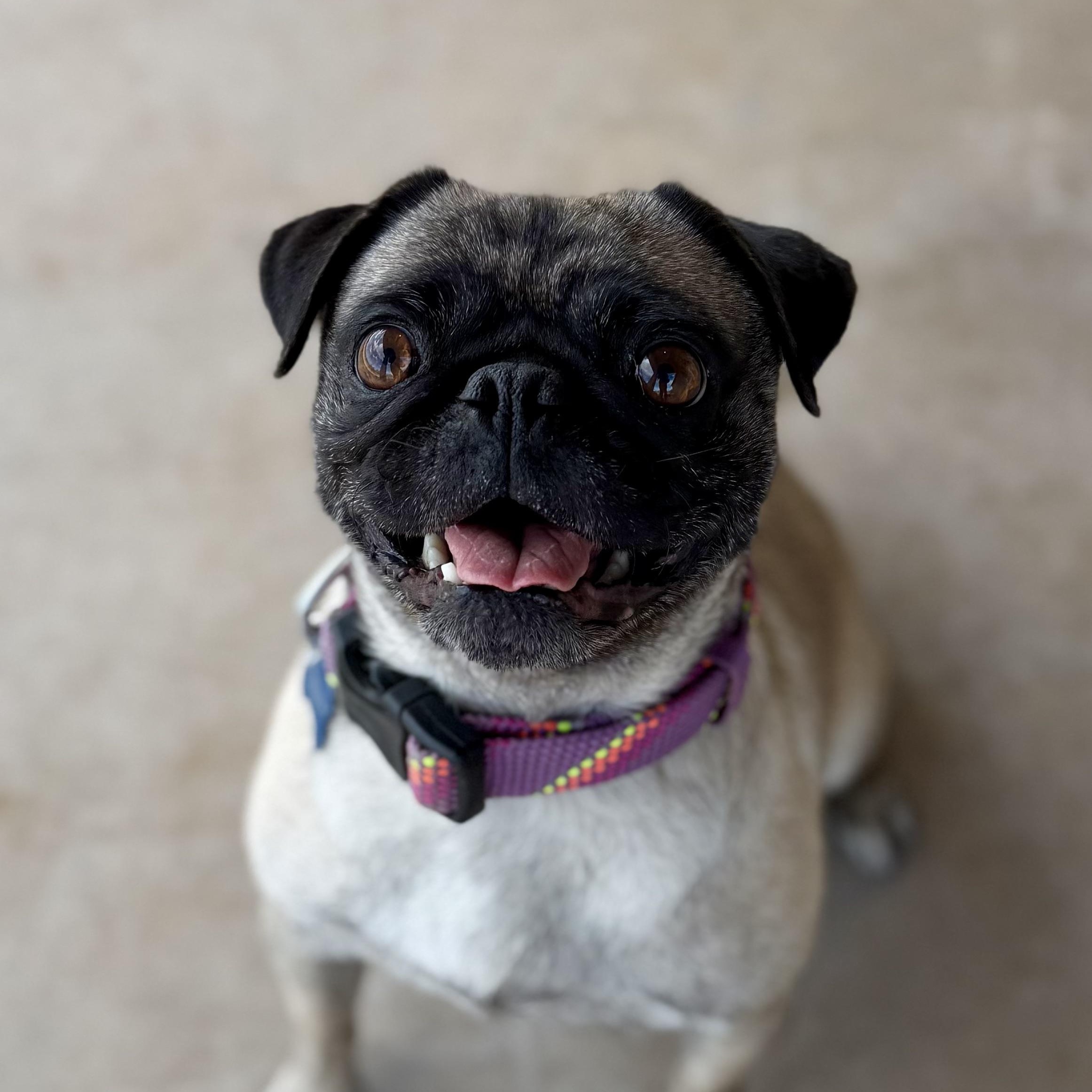 Enlarge Aunt Lana, a ADOPTABLE Pug in Goodyear, AZ image 1/4
